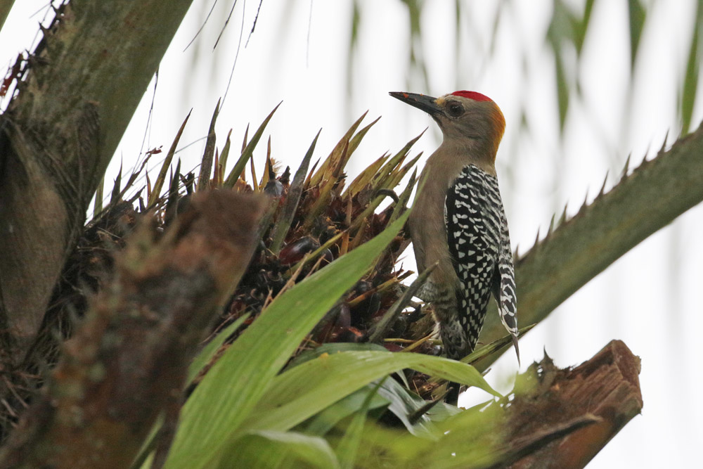 Hoffmanns Woodpecker